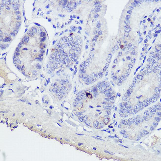 GIP Antibody in Immunohistochemistry (Paraffin) (IHC (P))