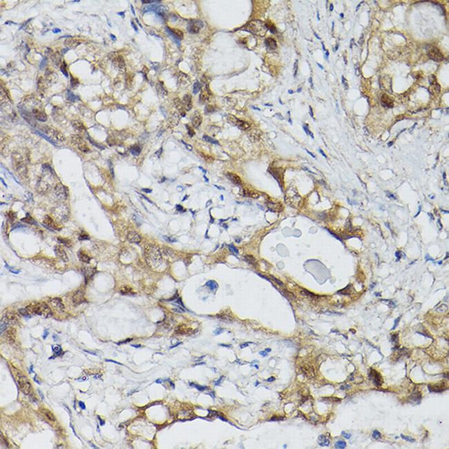 ELF3 Antibody in Immunohistochemistry (Paraffin) (IHC (P))