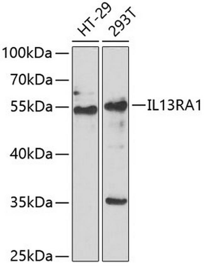 IL13RA1 Antibody in Western Blot (WB)