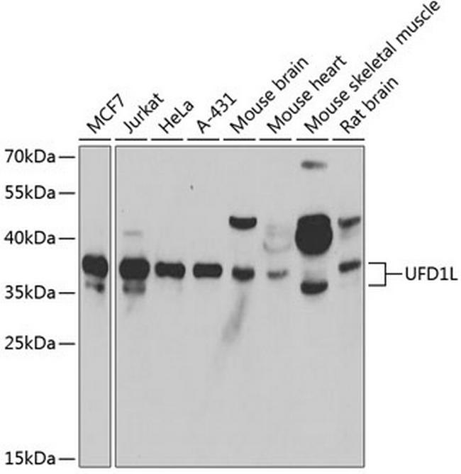 UFD1L Antibody in Western Blot (WB)