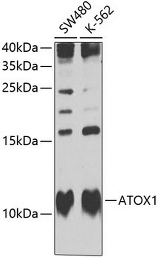 ATOX1 Antibody in Western Blot (WB)