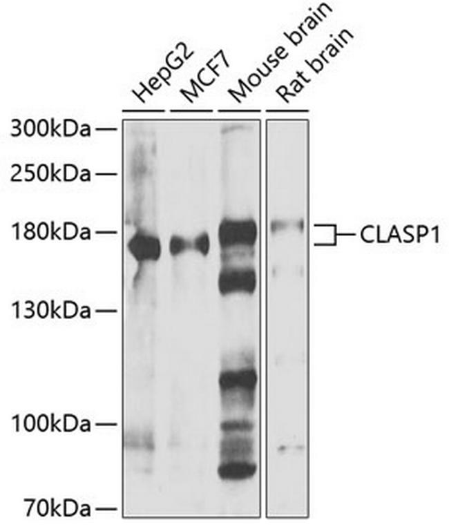 CLASP1 Antibody in Western Blot (WB)