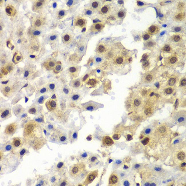 HnRNP Q Antibody in Immunohistochemistry (Paraffin) (IHC (P))