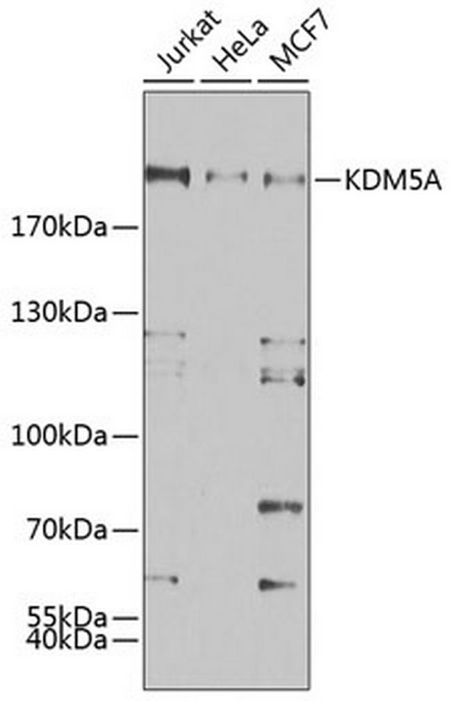 KDM5A Antibody in Western Blot (WB)