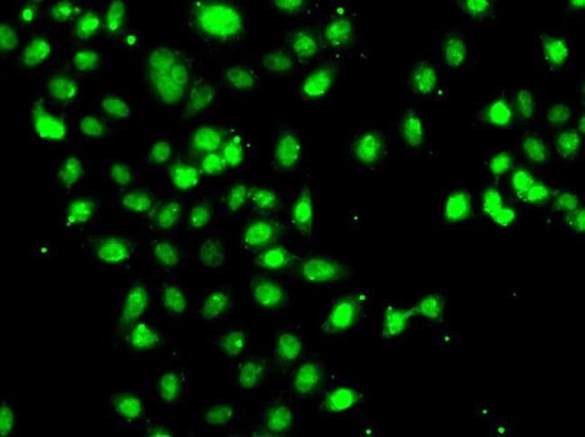 C/EBP gamma Antibody in Immunocytochemistry (ICC/IF)