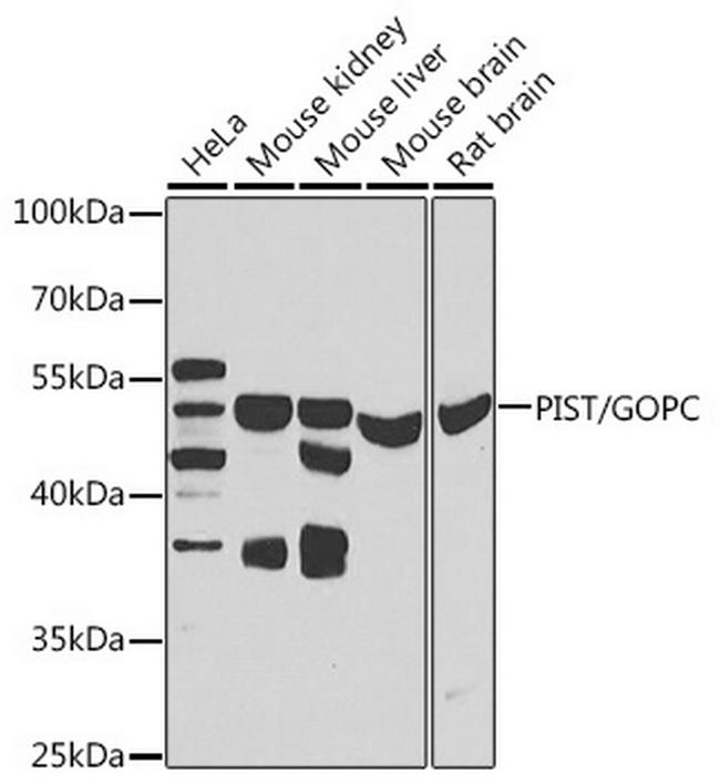 PIST Antibody in Western Blot (WB)