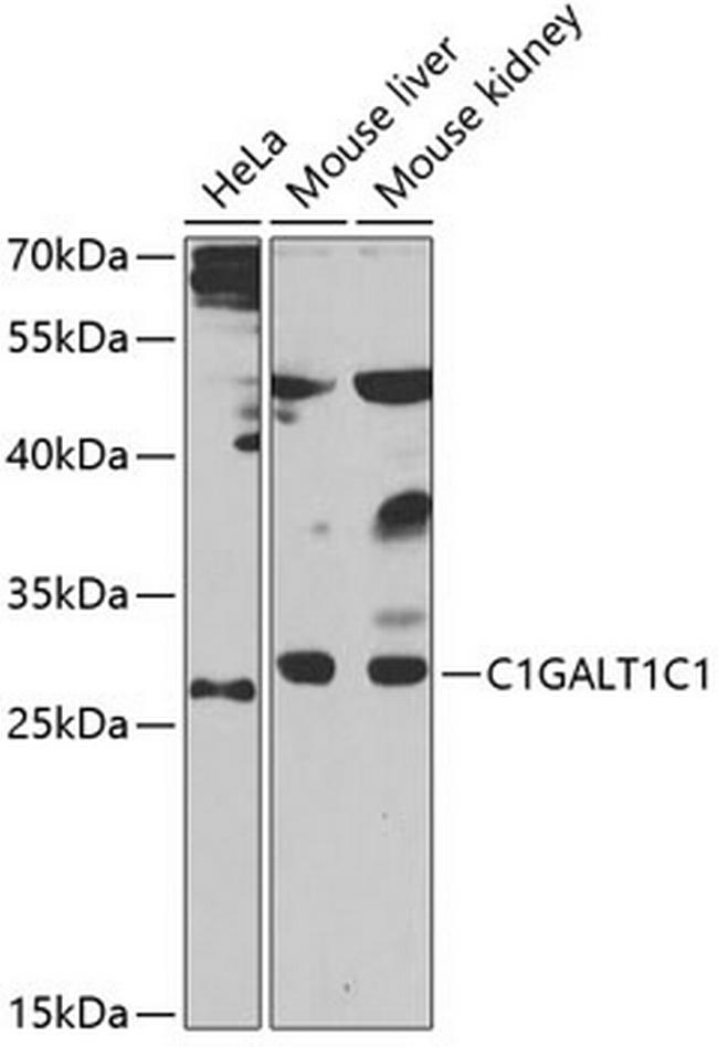 C1GALT1C1 Antibody in Western Blot (WB)