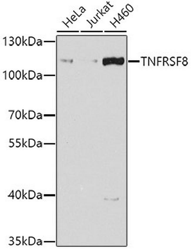 CD30 Antibody in Western Blot (WB)