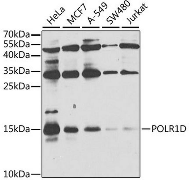 POLR1D Antibody in Western Blot (WB)