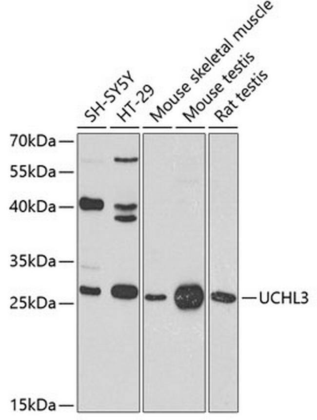 UCHL3 Antibody in Western Blot (WB)