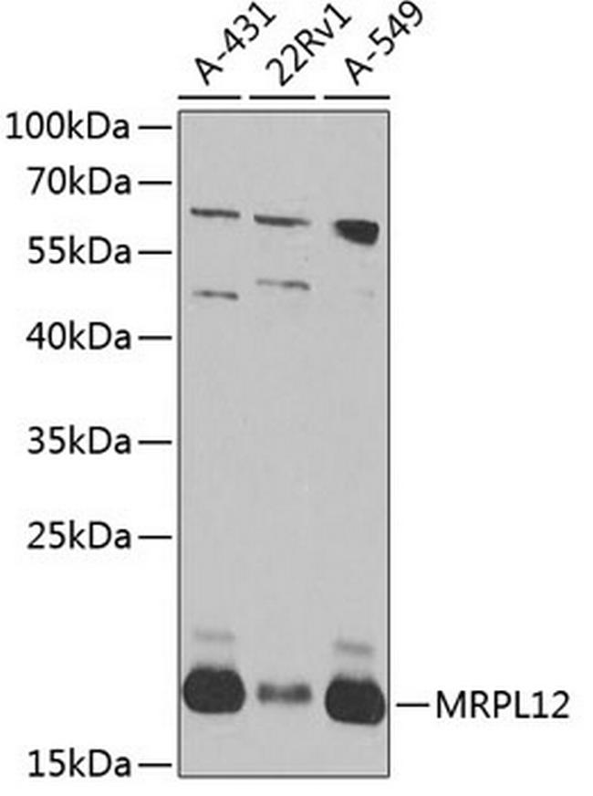 MRPL12 Antibody in Western Blot (WB)