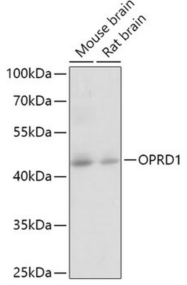 OPRD1 Antibody in Western Blot (WB)