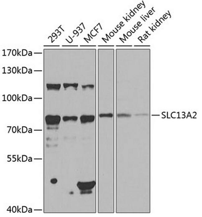 SLC13A2 Antibody in Western Blot (WB)