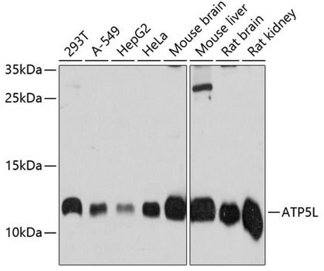 ATP5L Antibody in Western Blot (WB)