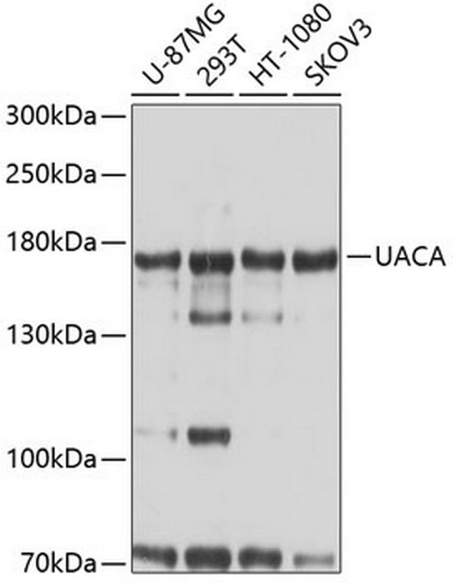 UACA Antibody in Western Blot (WB)