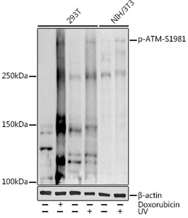 Phospho-ATM (Ser1981) Antibody in Western Blot (WB)