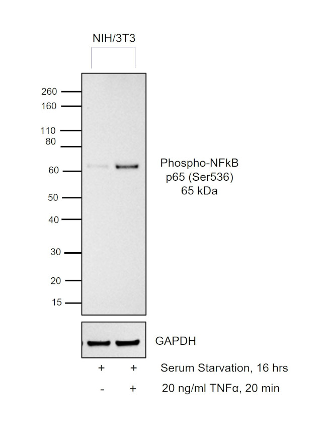 Phospho-NFkB p65 (Ser536) Antibody in Western Blot (WB)