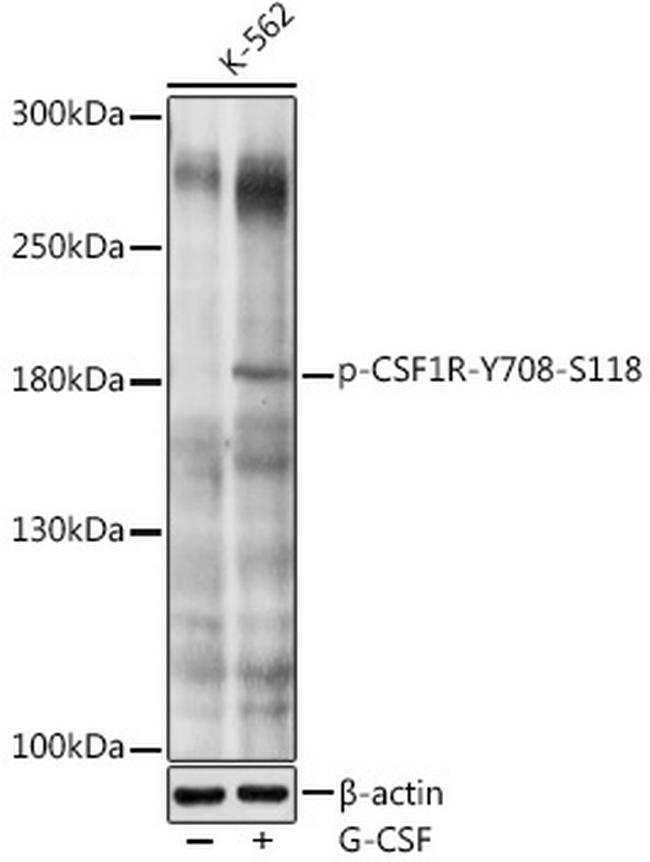 Phospho-CSF1R (Tyr708) Antibody in Western Blot (WB)