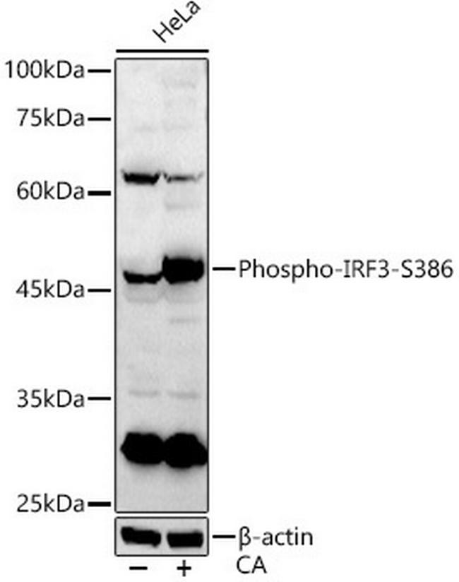 Phospho-IRF3 (Ser386) Antibody in Western Blot (WB)