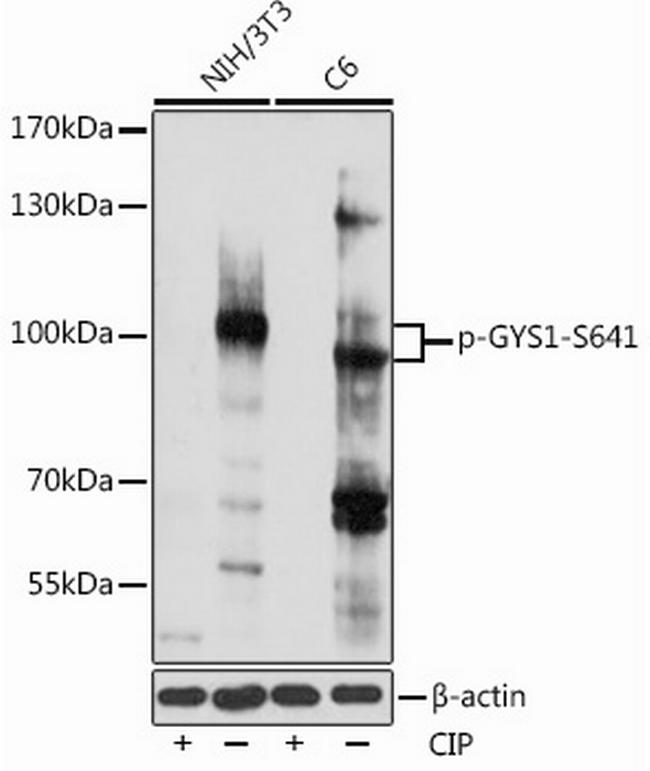 Phospho-GYS1 (Ser641) Antibody in Western Blot (WB)