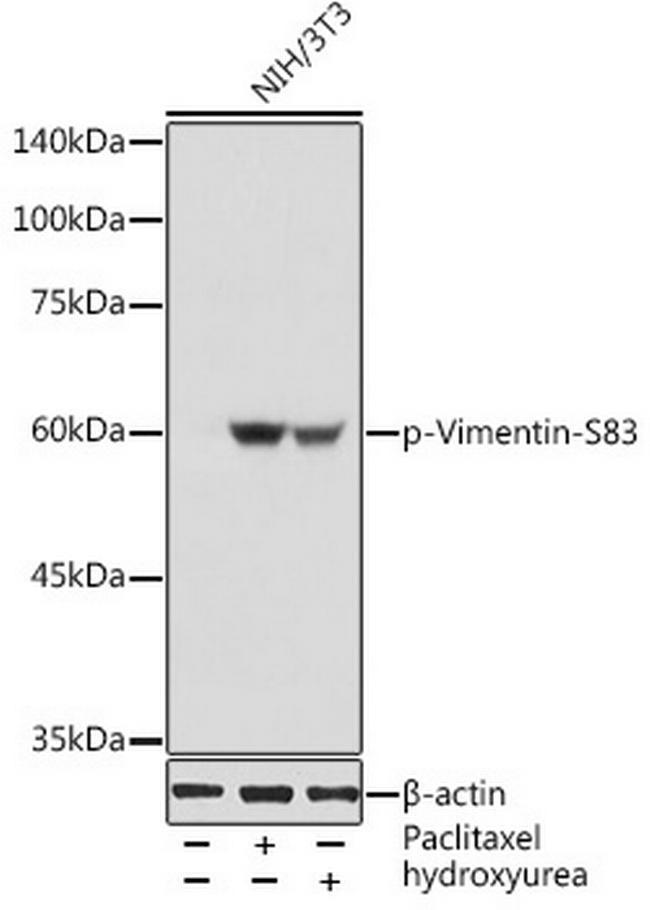 Phospho-Vimentin (Ser83) Antibody in Western Blot (WB)