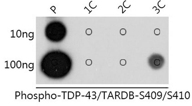 Phospho-TDP-43 (Ser409, Ser410) Antibody in Dot Blot (DB)