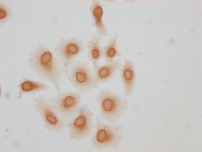 2-hydroxyisobutyryl-Histone H1.2 (Lys51) Antibody in Immunocytochemistry (ICC/IF)