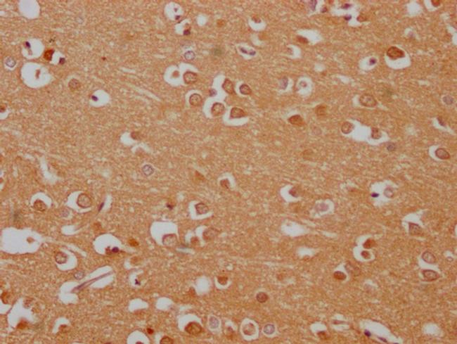 Argonaute 3 Antibody in Immunohistochemistry (Paraffin) (IHC (P))