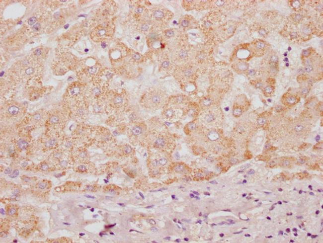 HS3ST3B1 Antibody in Immunohistochemistry (Paraffin) (IHC (P))