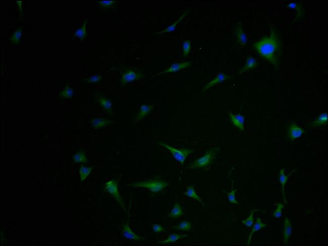 Kir2.2 (KCNJ12) Antibody in Immunocytochemistry (ICC/IF)