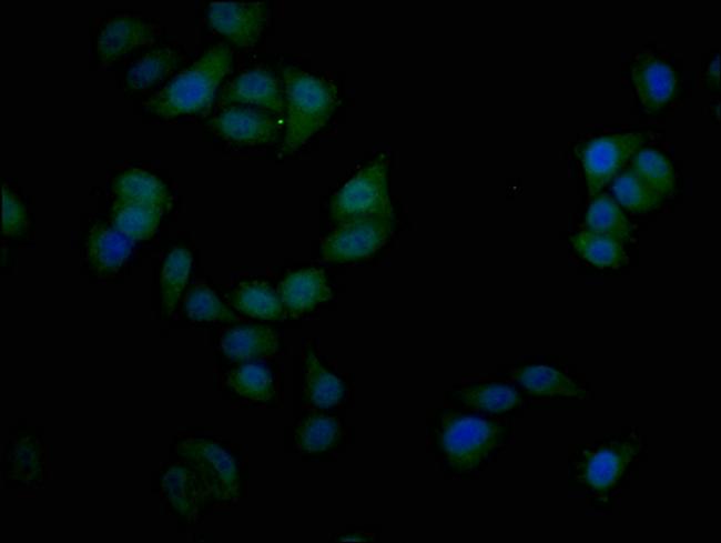 SIM1 Antibody in Immunocytochemistry (ICC/IF)