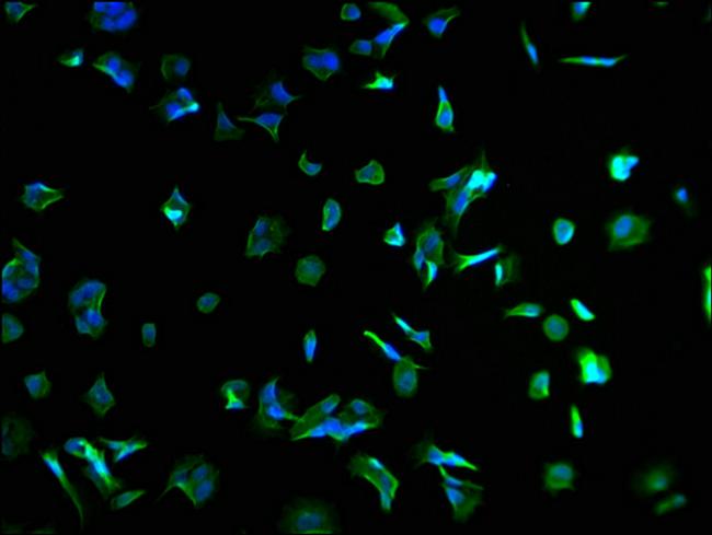 SPEF2 Antibody in Immunocytochemistry (ICC/IF)