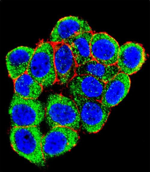 PML Antibody in Immunocytochemistry (ICC/IF)