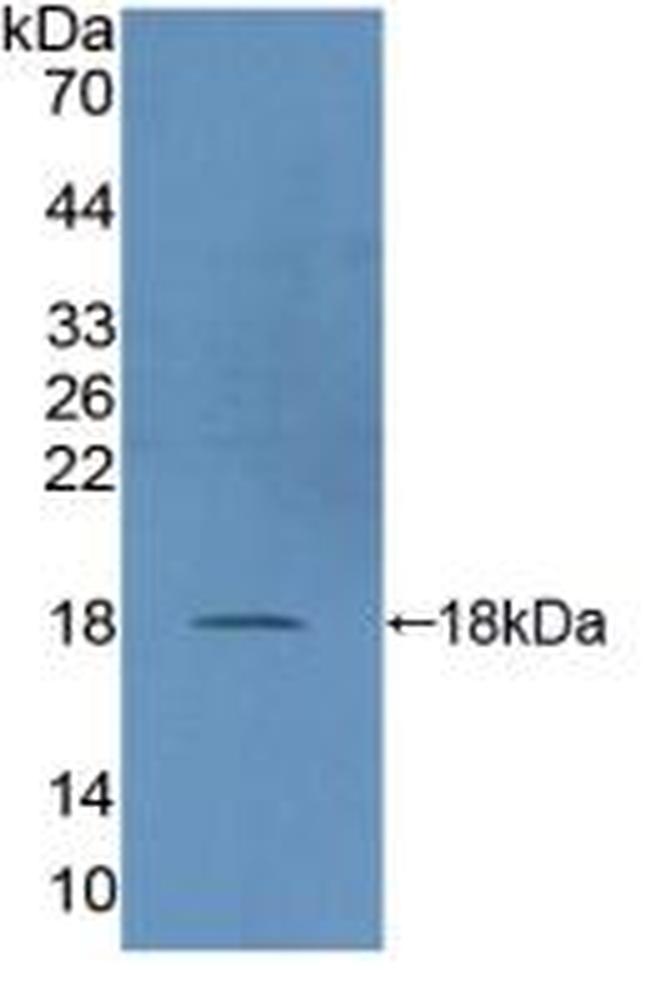 DUSP5 Antibody in Western Blot (WB)