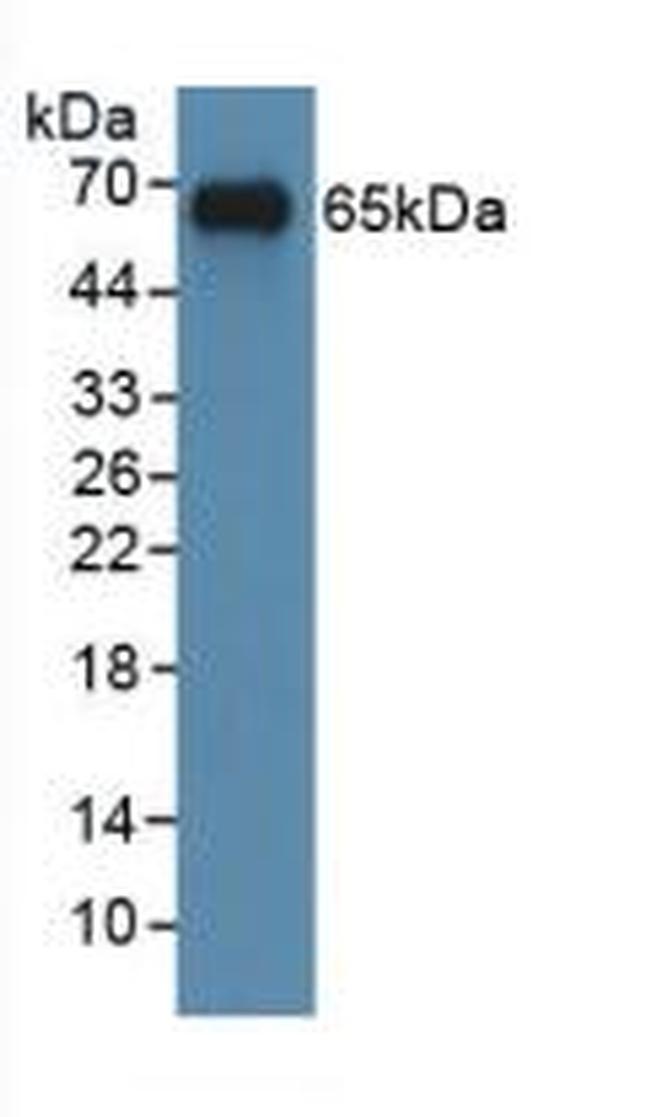 c-Myc Antibody in Western Blot (WB)