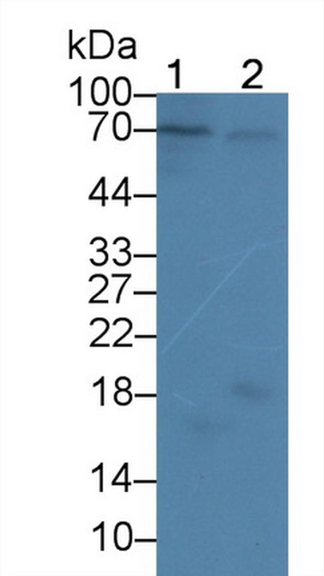 Cyclin A1 Antibody in Western Blot (WB)