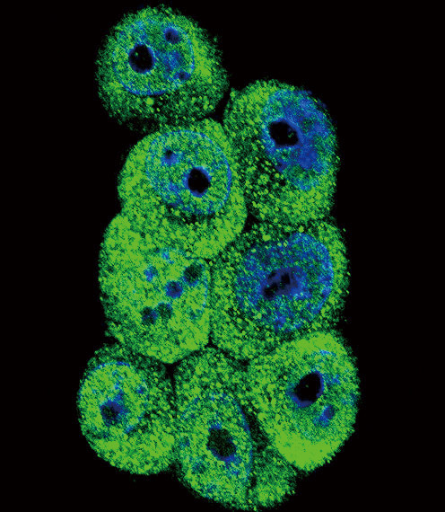 AKR1B1 Antibody in Immunocytochemistry (ICC/IF)