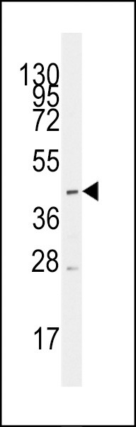 MCT1 Antibody in Western Blot (WB)