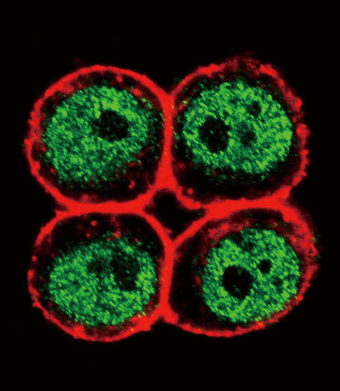 PCNA Antibody in Immunocytochemistry (ICC/IF)