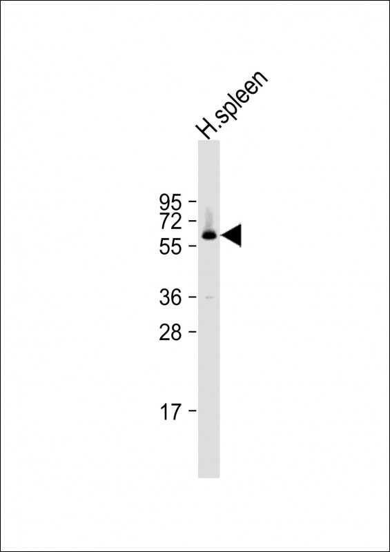 CD150 Antibody in Western Blot (WB)