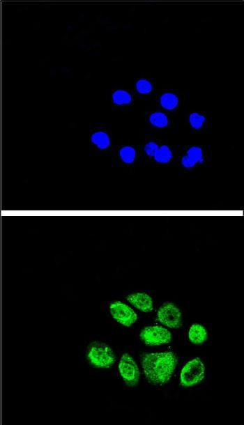 EXO1 Antibody in Immunocytochemistry (ICC/IF)