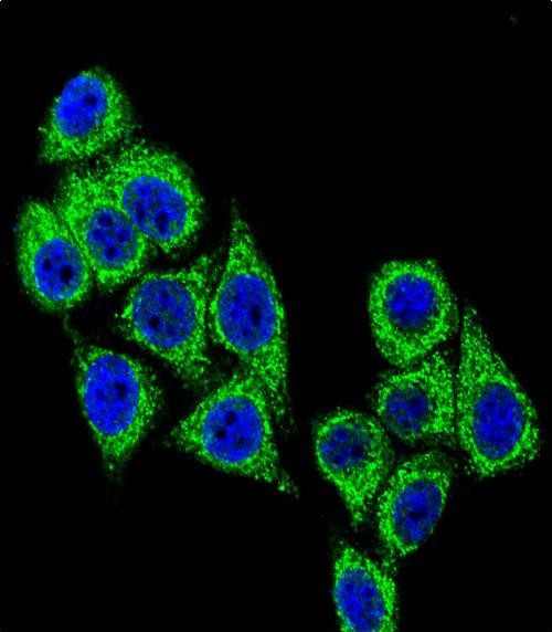 CD38 Antibody in Immunocytochemistry (ICC/IF)