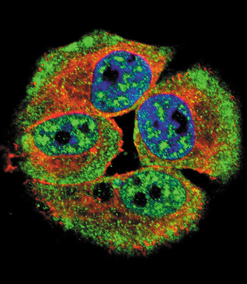 Phospho-ErbB4 (Tyr1162) Antibody in Immunocytochemistry (ICC/IF)