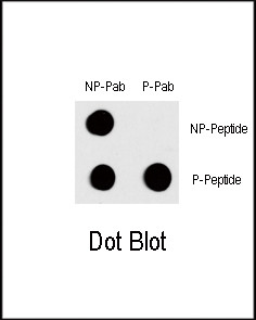 Phospho-c-Fos (Thr232) Antibody in Dot Blot (DB)