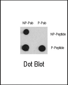 Phospho-MEF2C (Ser387) Antibody in Dot Blot (DB)