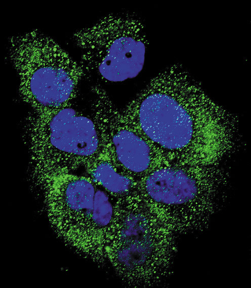 Phospho-c-Abl (Tyr185) Antibody in Immunocytochemistry (ICC/IF)