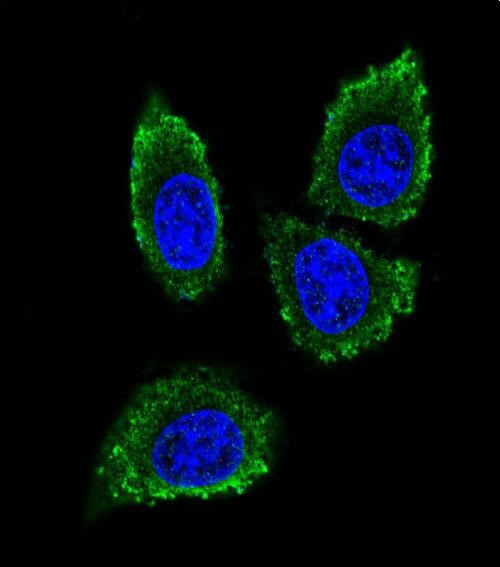 MMP12 Antibody in Immunocytochemistry (ICC/IF)