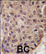 OAS1 Antibody in Immunohistochemistry (Paraffin) (IHC (P))