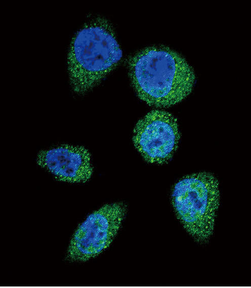 mTOR Antibody in Immunocytochemistry (ICC/IF)