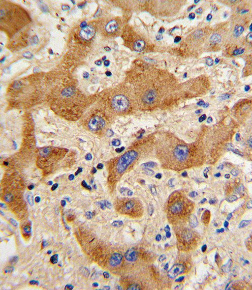 Glucagon Antibody in Immunohistochemistry (Paraffin) (IHC (P))